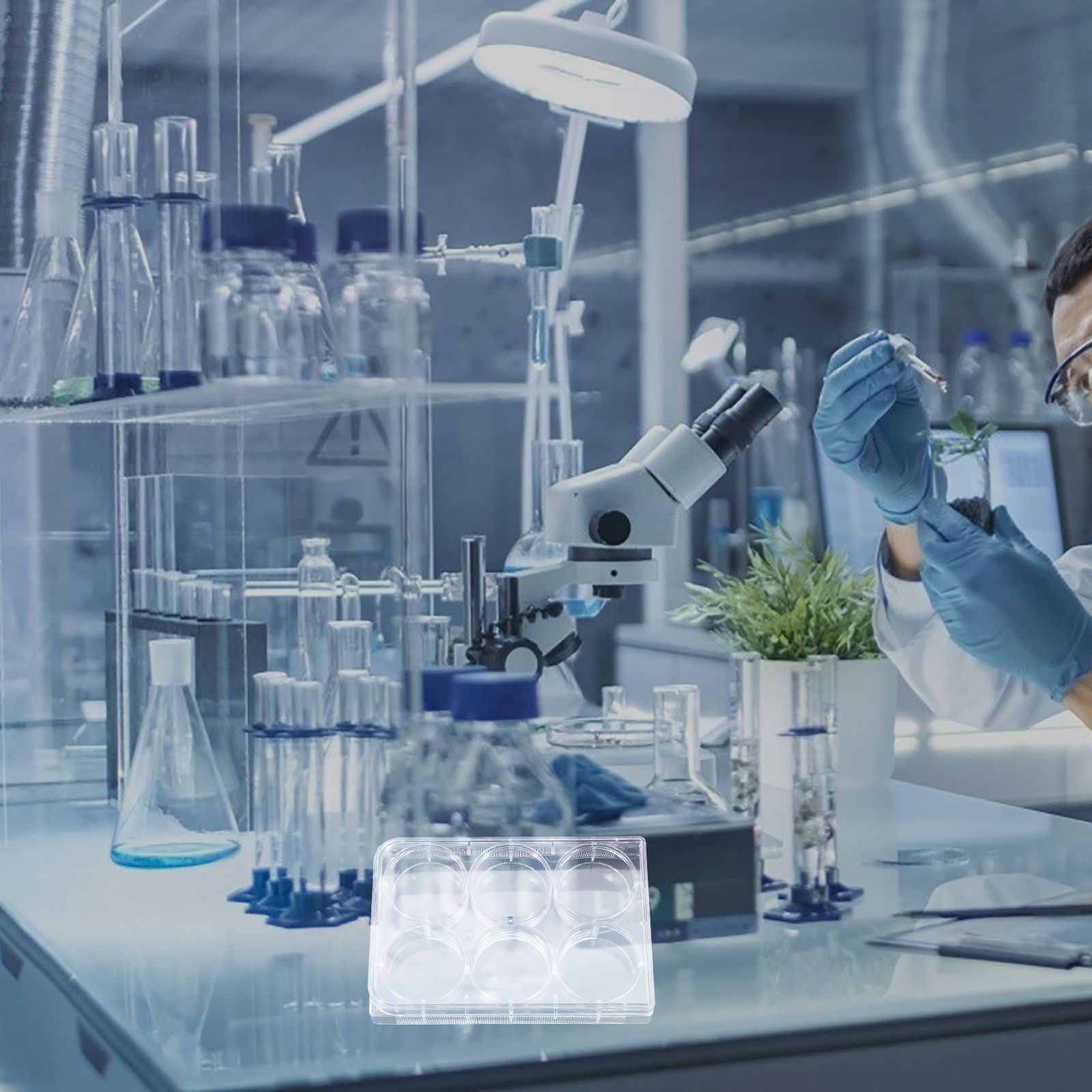 Zellkulturplatte mit 6 Vertief – Lab Equipment Bewertung und Preis